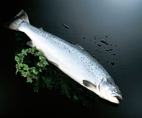 [AR7053] Salmon Noruego 3/4 Kg. Fresco *
